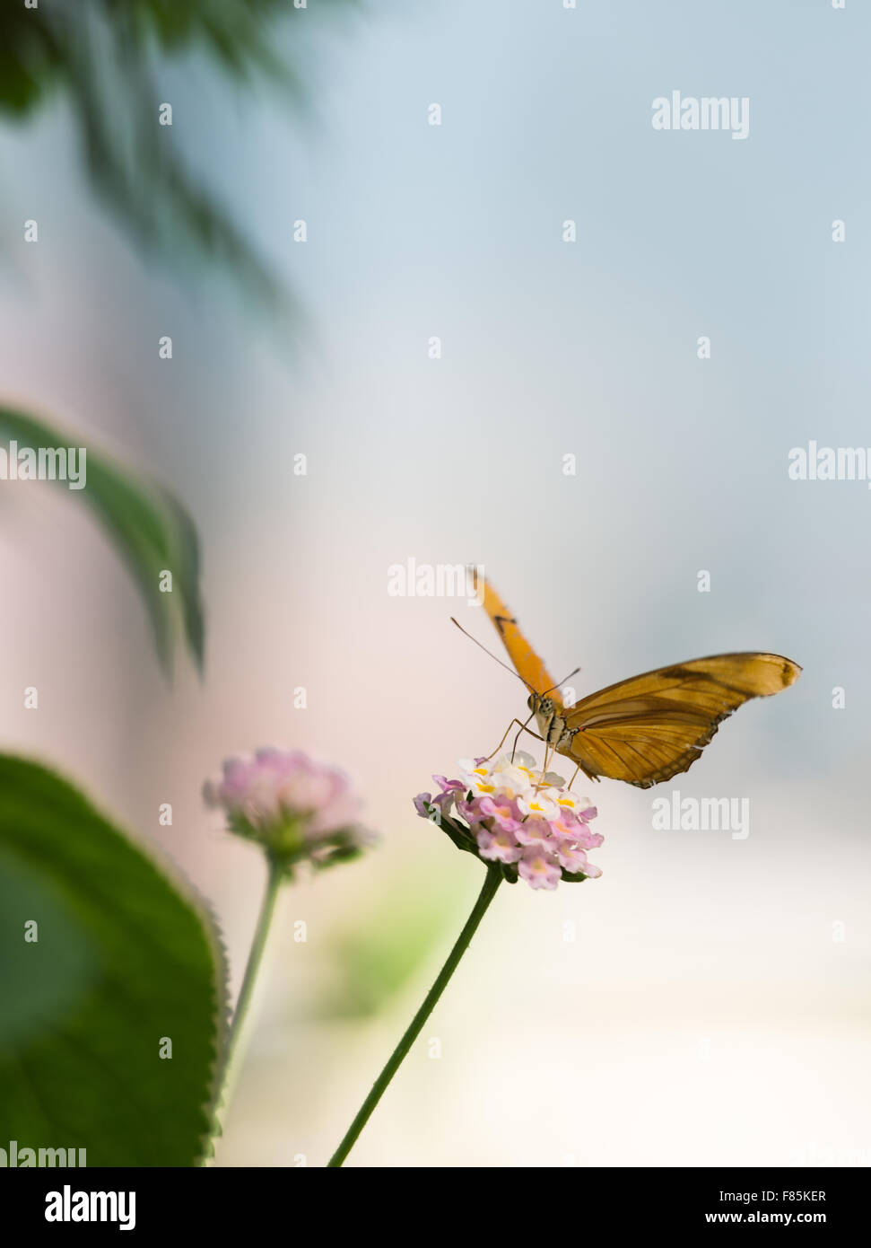 Rigid wings hi-res stock photography and images - Alamy