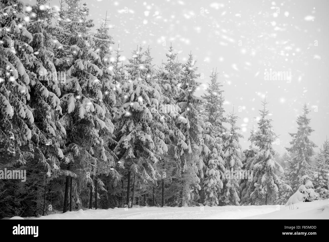 Pine cone covered in snow Black and White Stock Photos & Images - Alamy