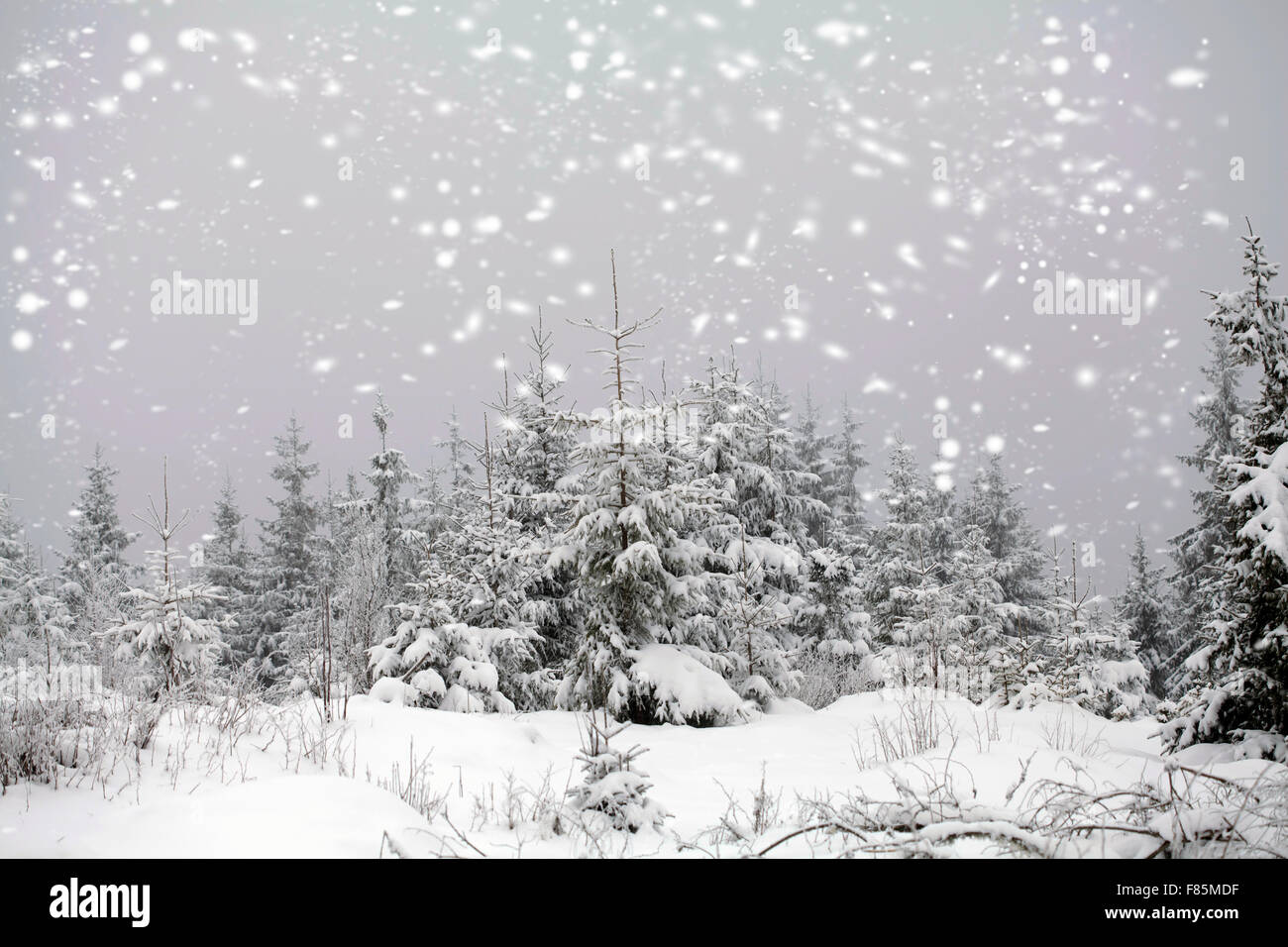 Snow covered pine forest in the mountains Stock Photo - Alamy