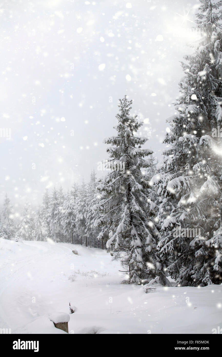 Snow covered pine forest in the mountains Stock Photo - Alamy