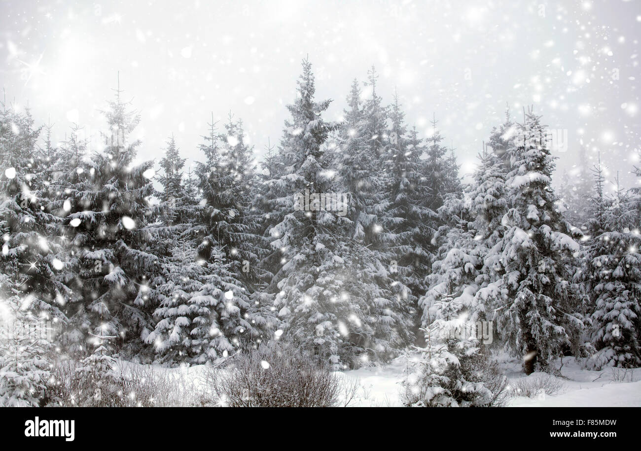 Snow covered pine forest in the mountains Stock Photo - Alamy