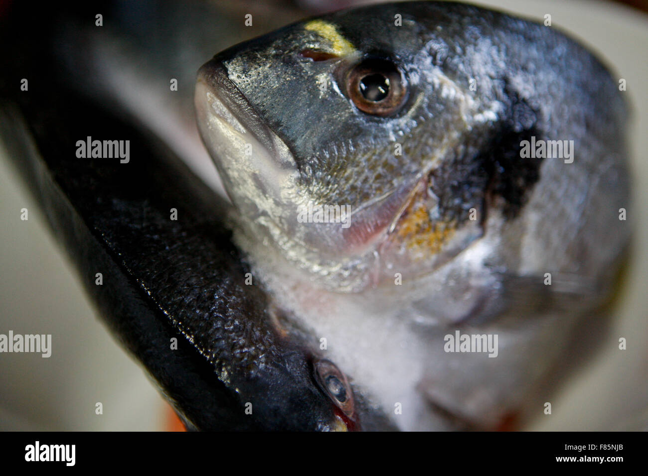 Gilthead Gilthead Seabream Sparus auratus studio picture Stock Photo