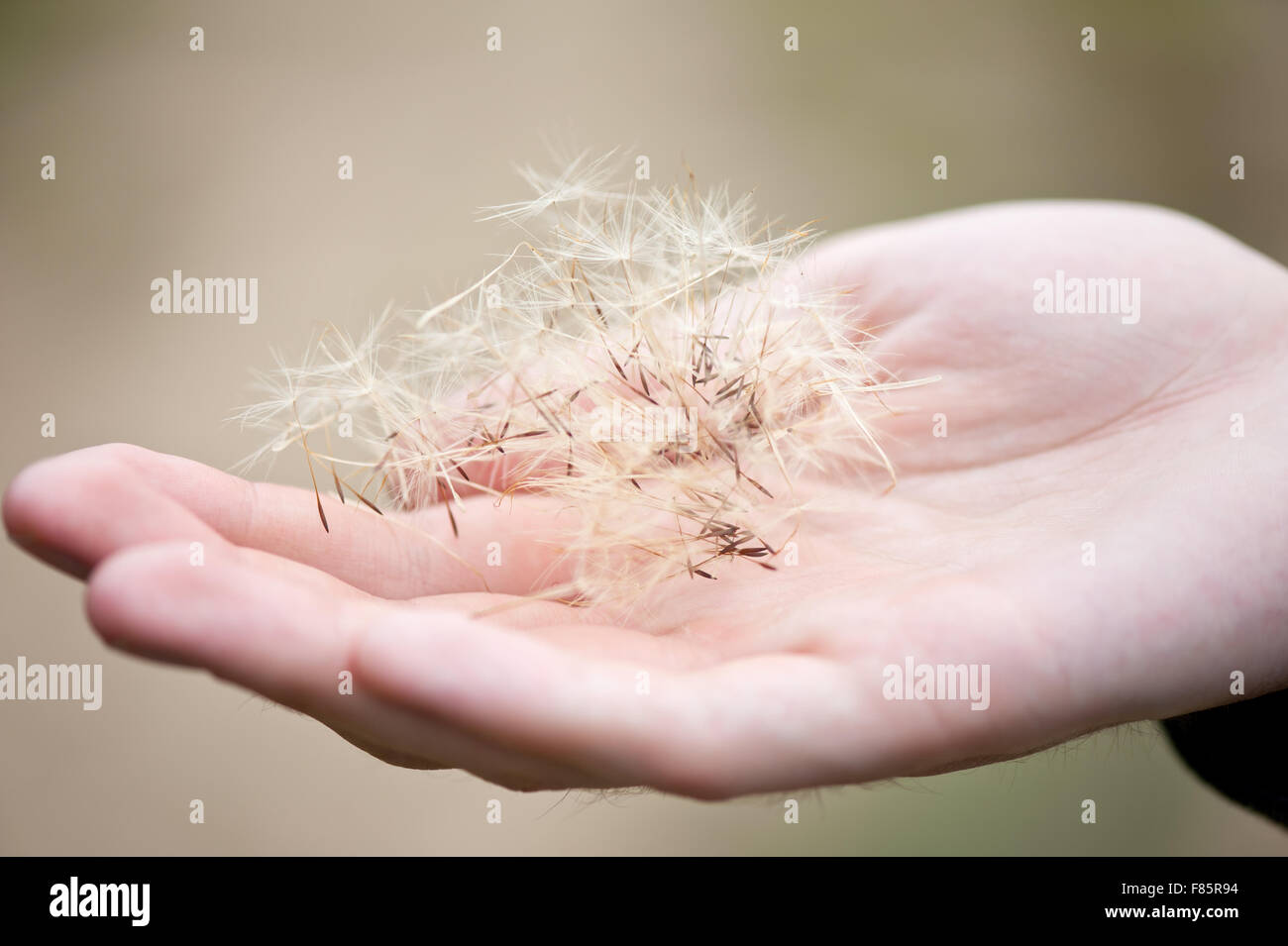 Man holding dandelion seeds in hand macro, heap of Taraxacum shed fluffy seeds lying on hand closeup, withered perennial ... Stock Photo
