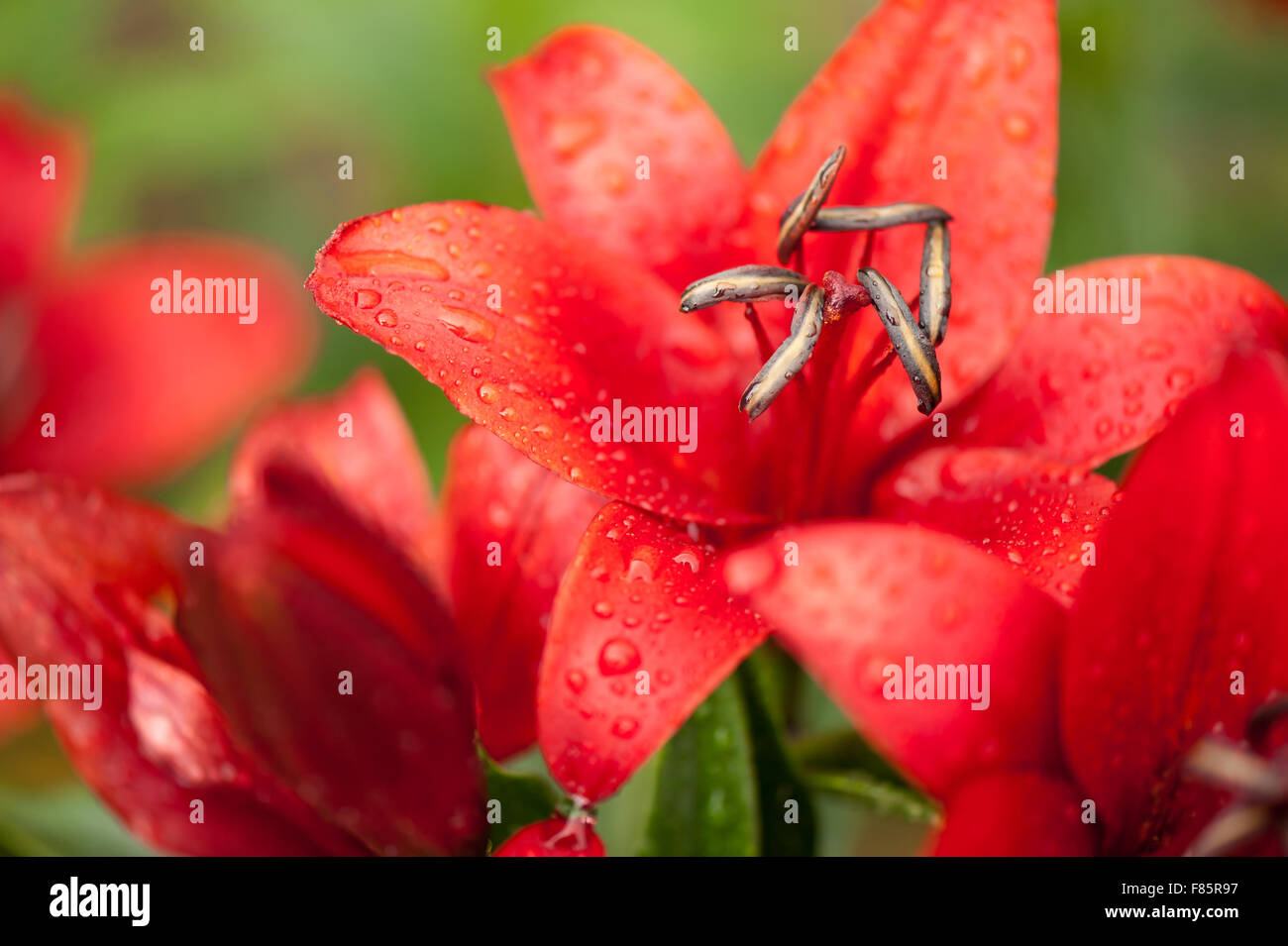 Raindrops on red Lily flower showing stamens macro, large blooming deciduous perennial plant in the Liliaceae family, flowers... Stock Photo