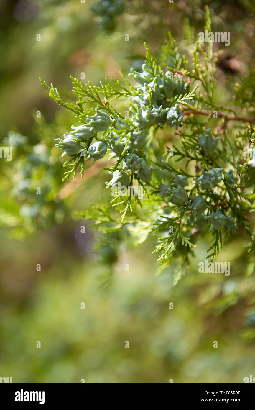 Thuja green cones shoots in July, fresh green shoots on the coniferous tree twigs macro, plant grow in Poland, vertical ... Stock Photo