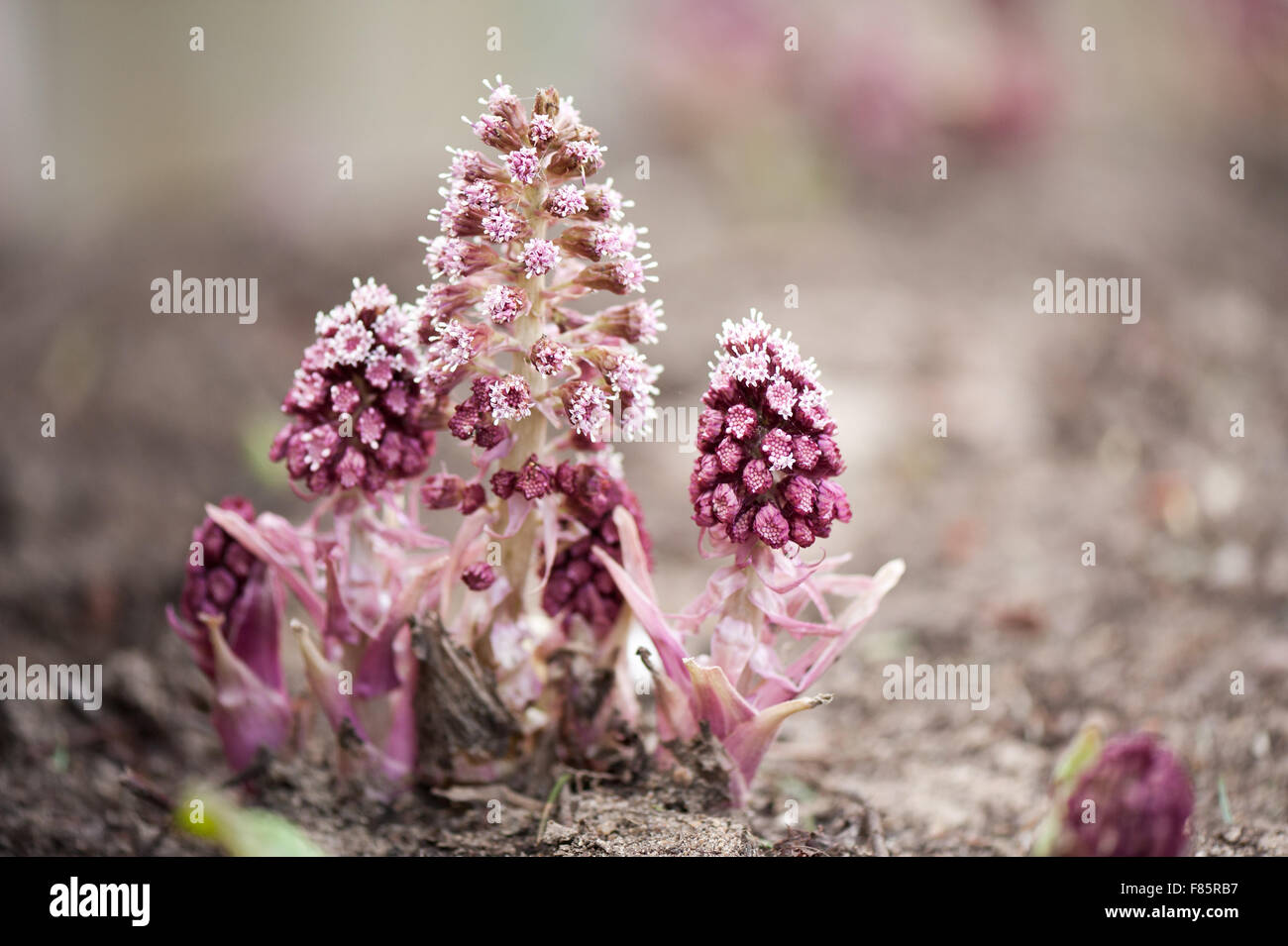 Petasites hybridus pink flowers, butterbur herbaceous perennial in the Asteraceae family flowering plant clump, spring time Stock Photo