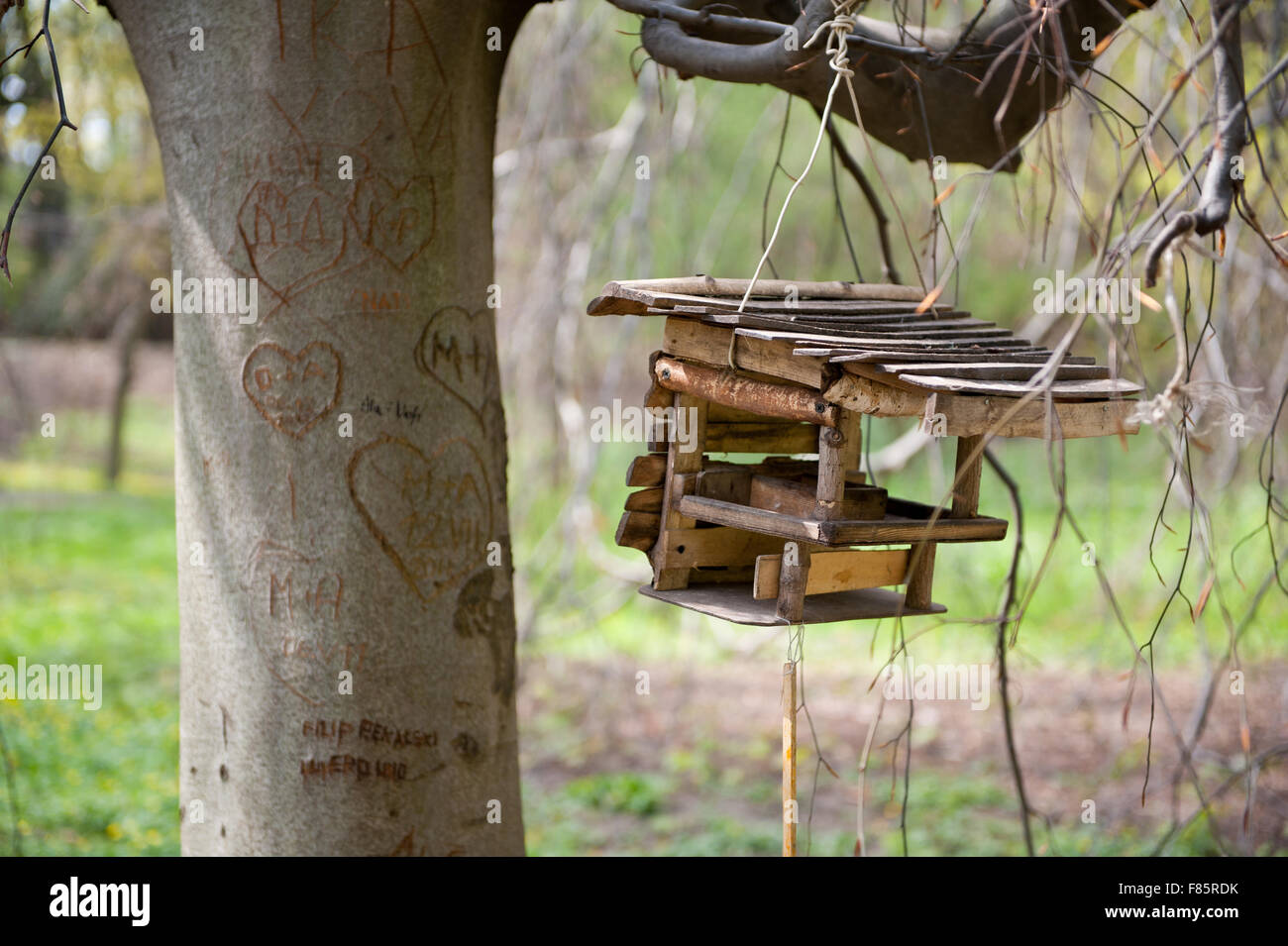 Empty bird feeder dangling on branch an hearts engraved in the tree trunk, love symbol carved and bird table wooden box... Stock Photo
