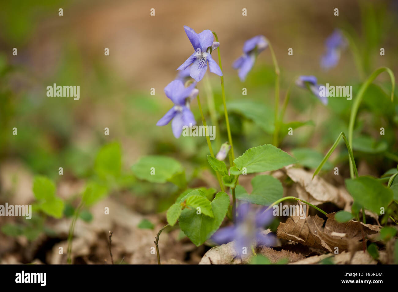 Viola flowerets macro, perennial plant closeup, violet plant flowering