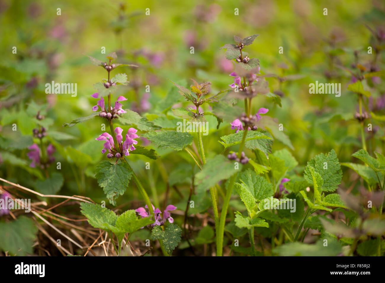 Lamium maculatum flowerets macro, perennial plant closeup in the Lamiaceae family, called spotted deadnettle, spotted henbit... Stock Photo