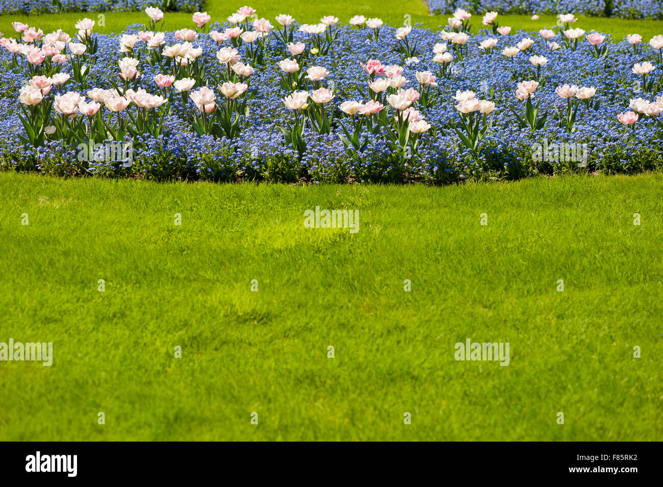 Spring garden flowers bedding of blue Forget me nots and tulips blooming, vibrant green fresh grass lawn around, blue and pink Stock Photo