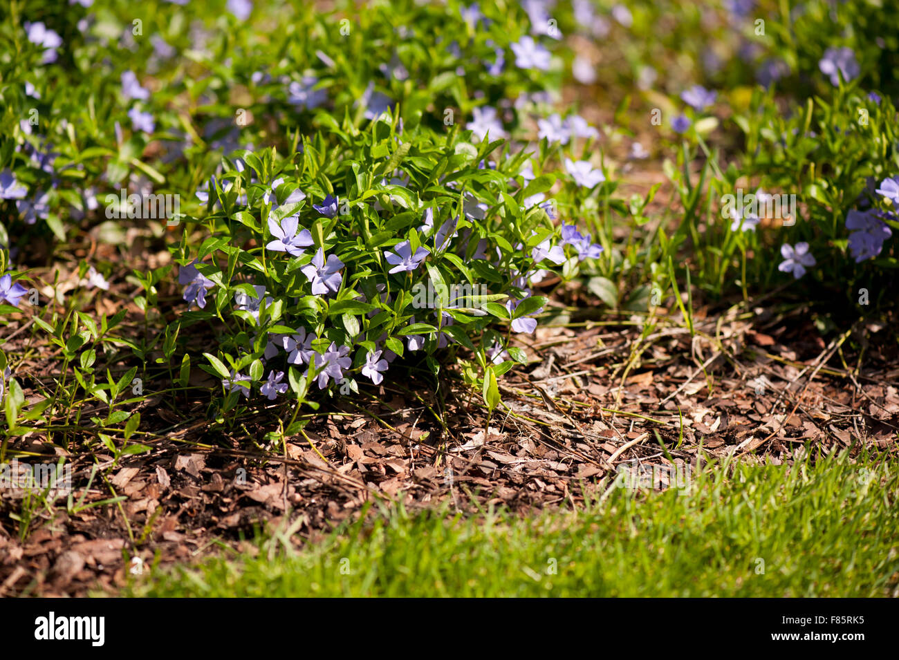 Vinca flowers garden bedding, Apocynaceae family periwinkle or myrtle bright violet purple flowering plants with vibrant ... Stock Photo