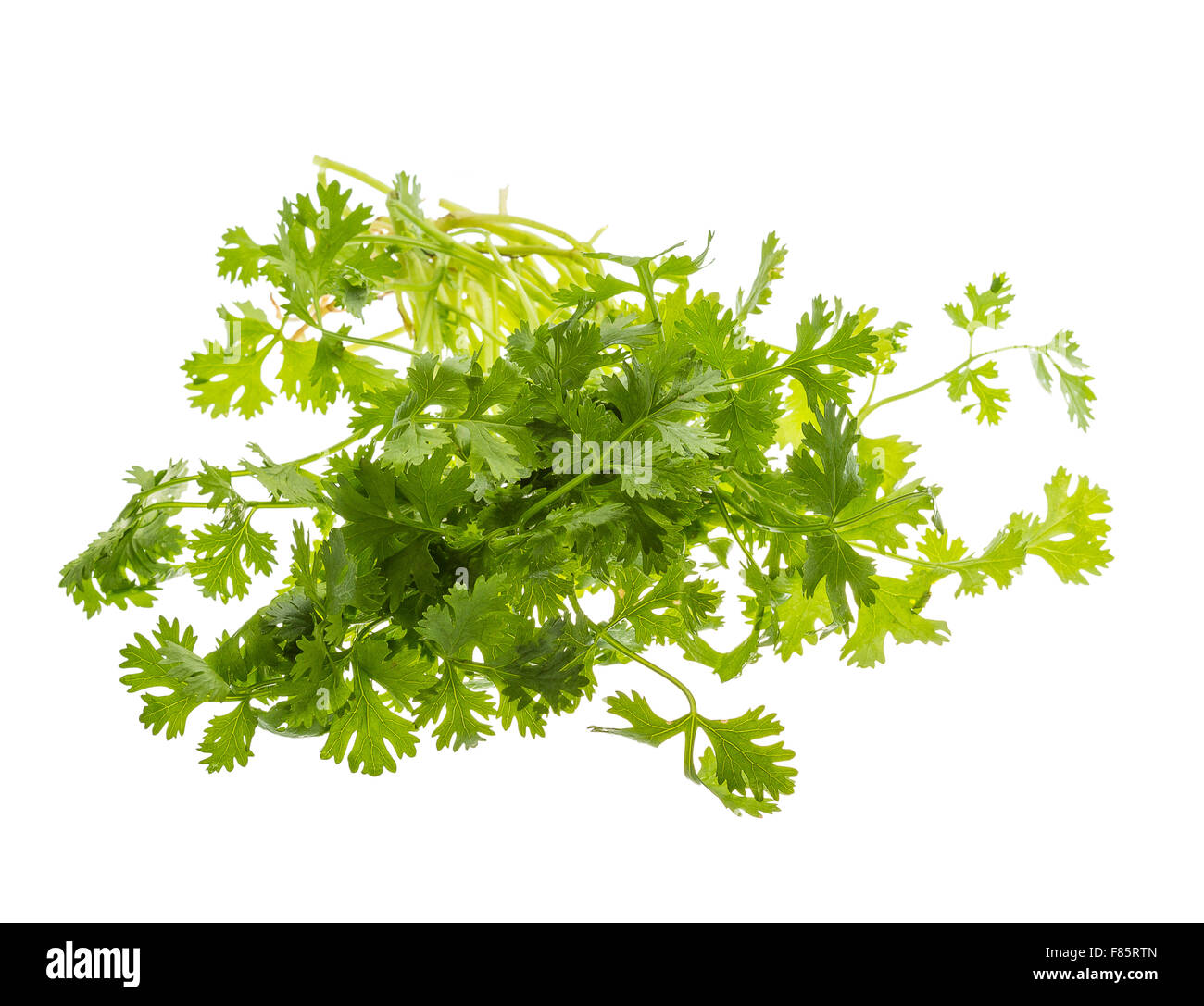 Bright fresh coriander leaves isolated Stock Photo Alamy