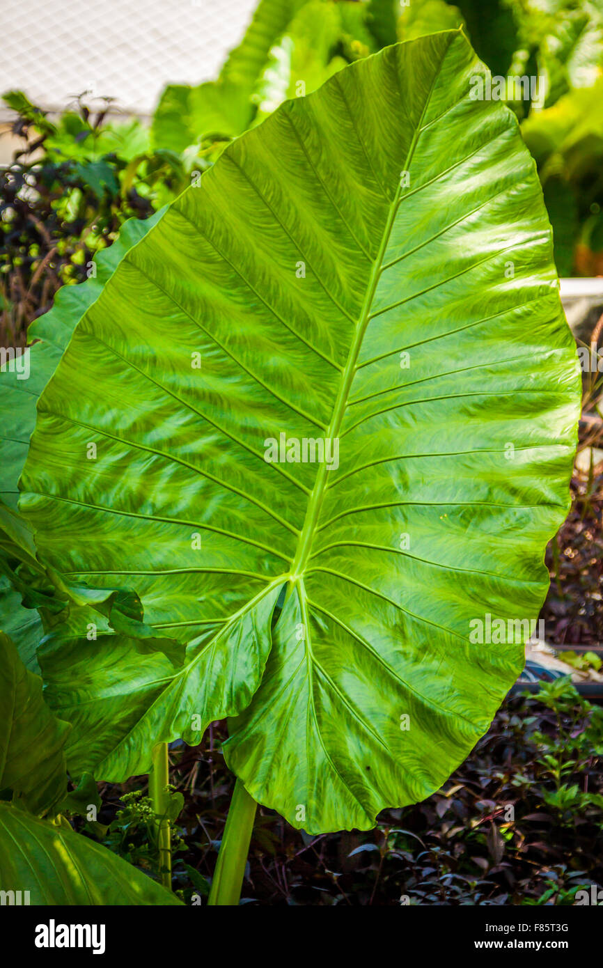 Tropical Elephant Ear Leaf with in Thailand Stock Photo