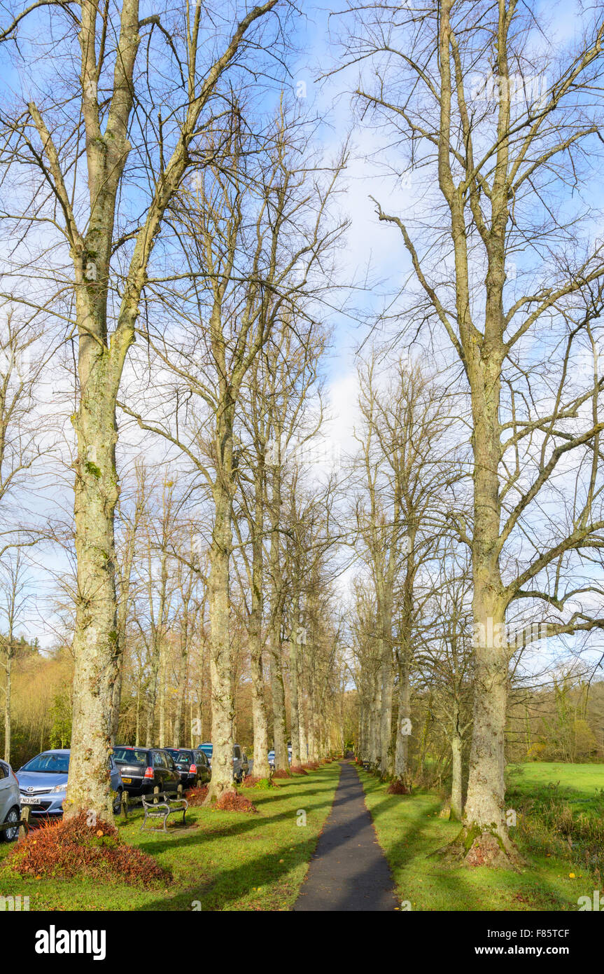Row of tall leafless Lime trees (Tilia) in Winter in Mill Road in