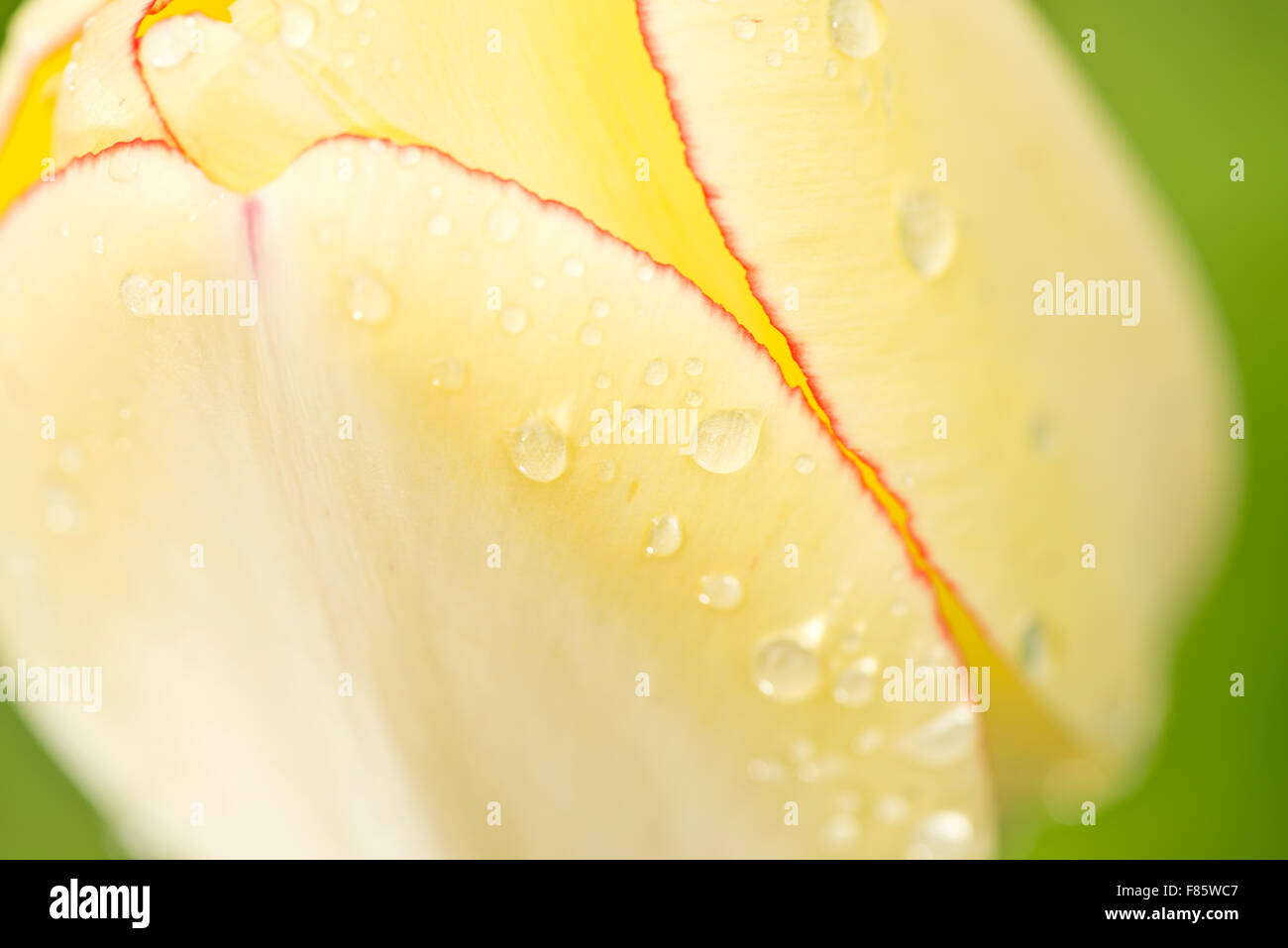 tulips in the garden Stock Photo - Alamy