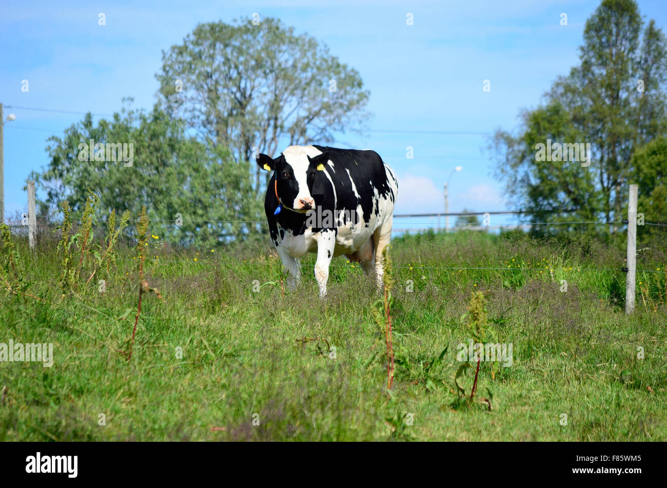 black and white cow on summer pasture Stock Photo - Alamy