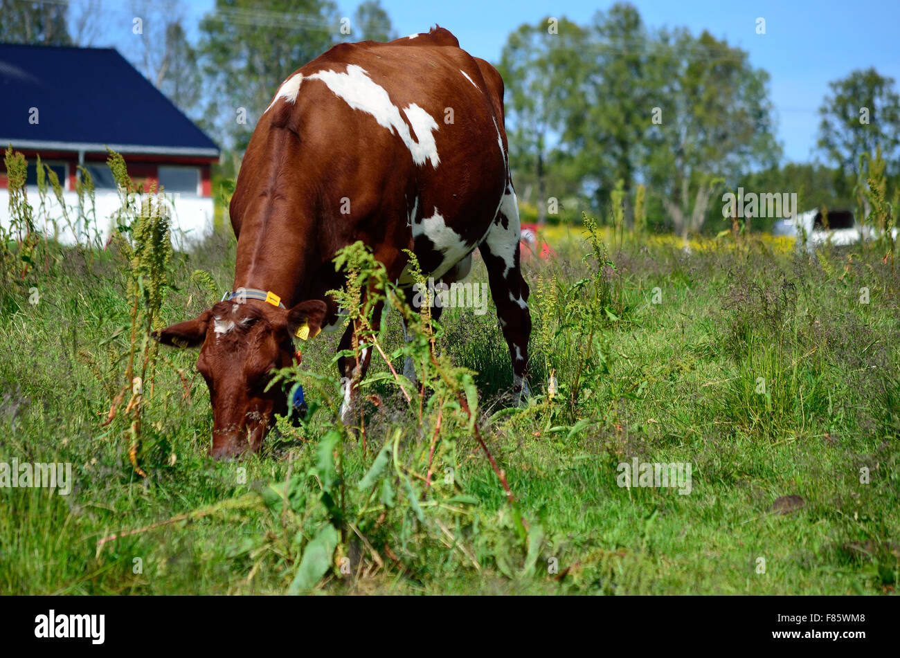 cow grazing on summer field Stock Photo - Alamy