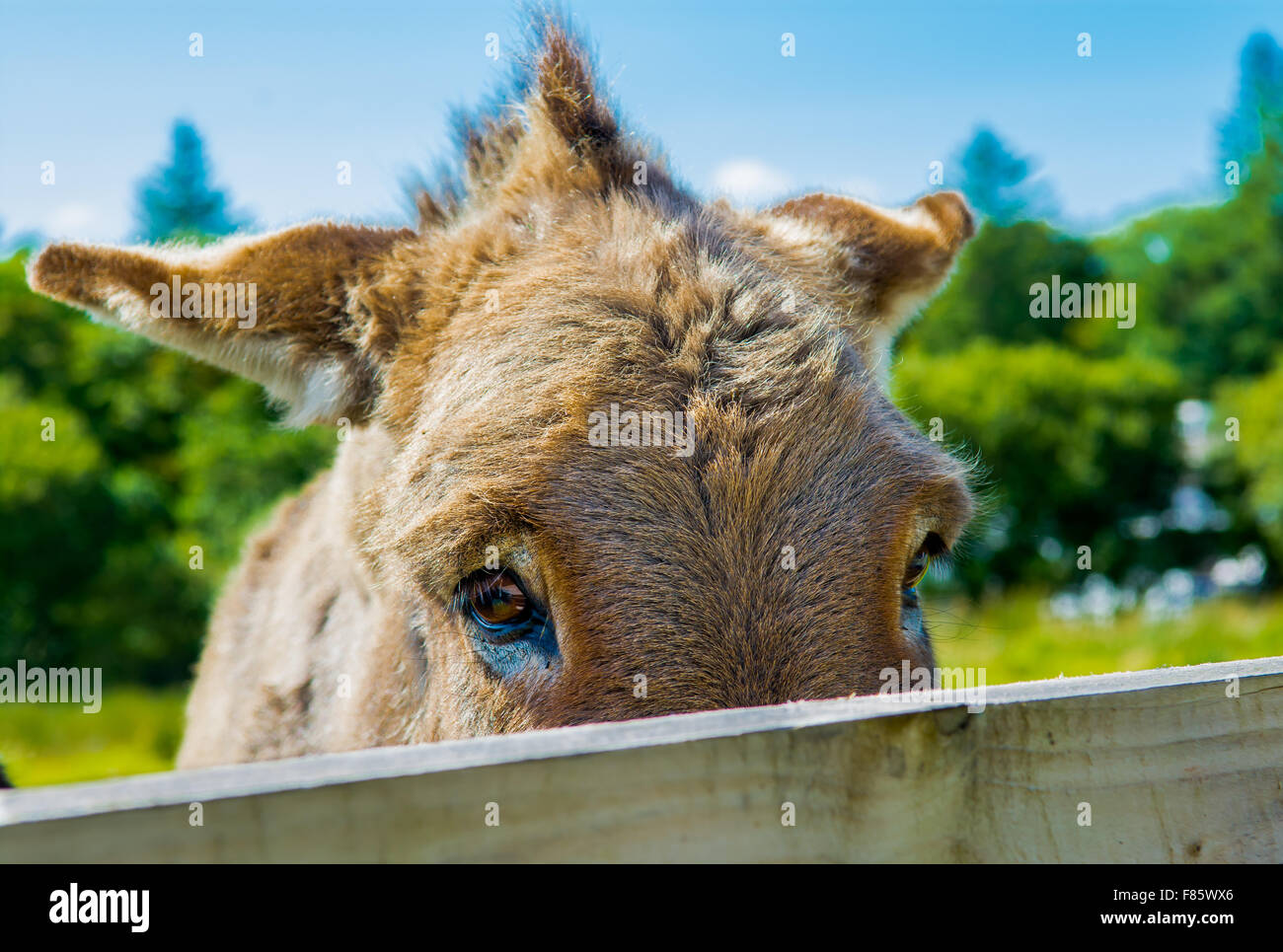 Shy Donkey Behind A Wooden Fence Stock Photo