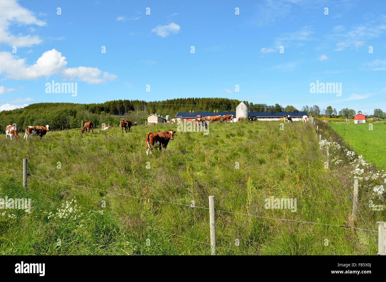 cow grazing on summer field Stock Photo - Alamy