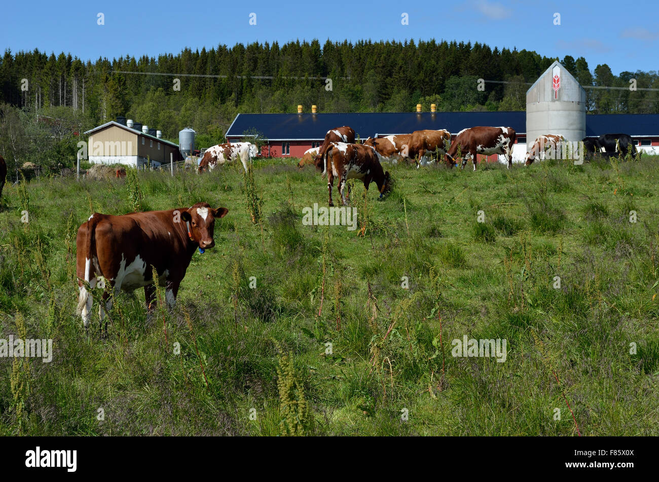 cow grazing on summer field Stock Photo - Alamy