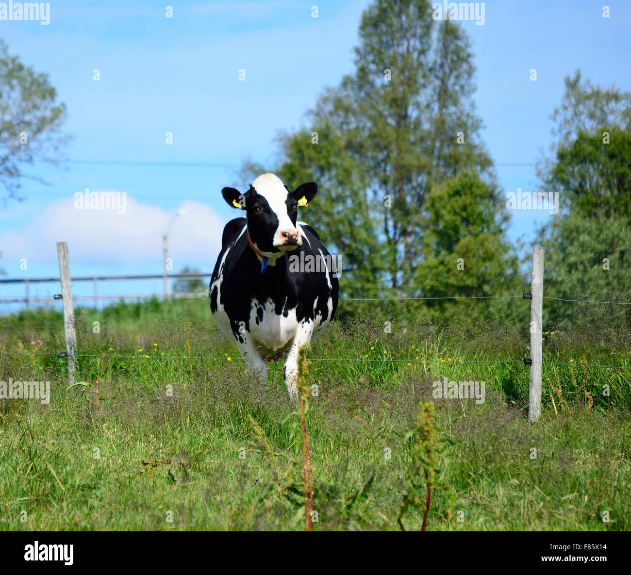 black and white cow on summer pasture Stock Photo - Alamy