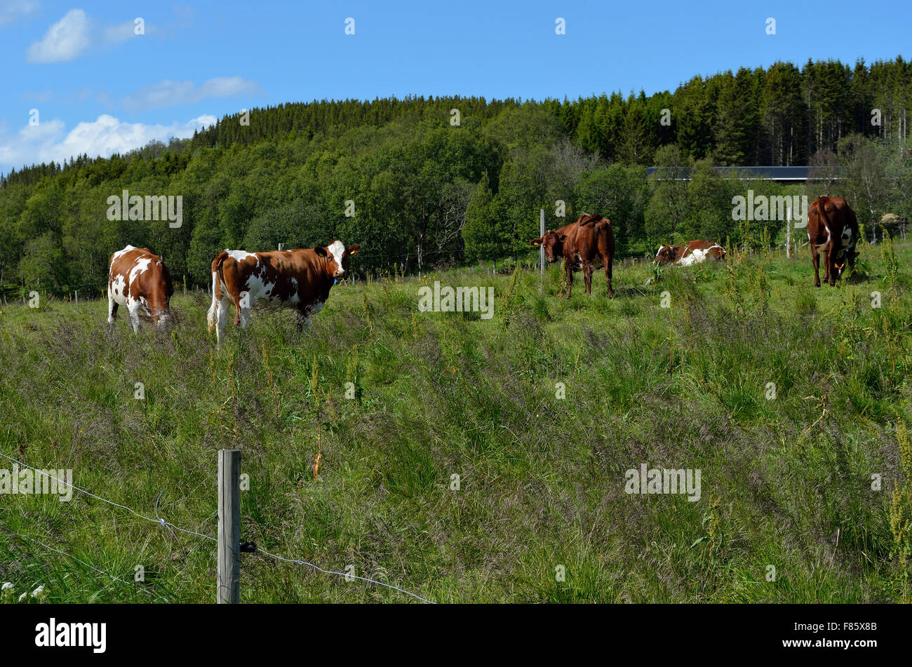 cow grazing on summer field Stock Photo - Alamy