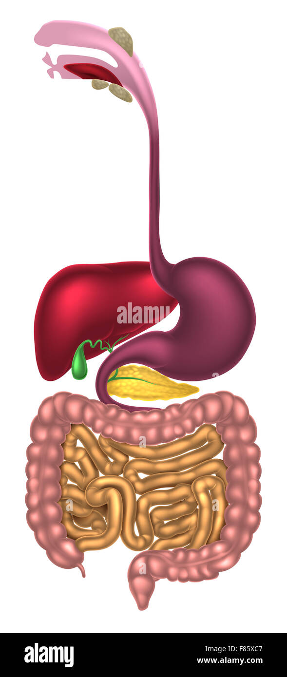 Human digestive system, digestive tract or alimentary canal including mouth with salivary glands Stock Photo