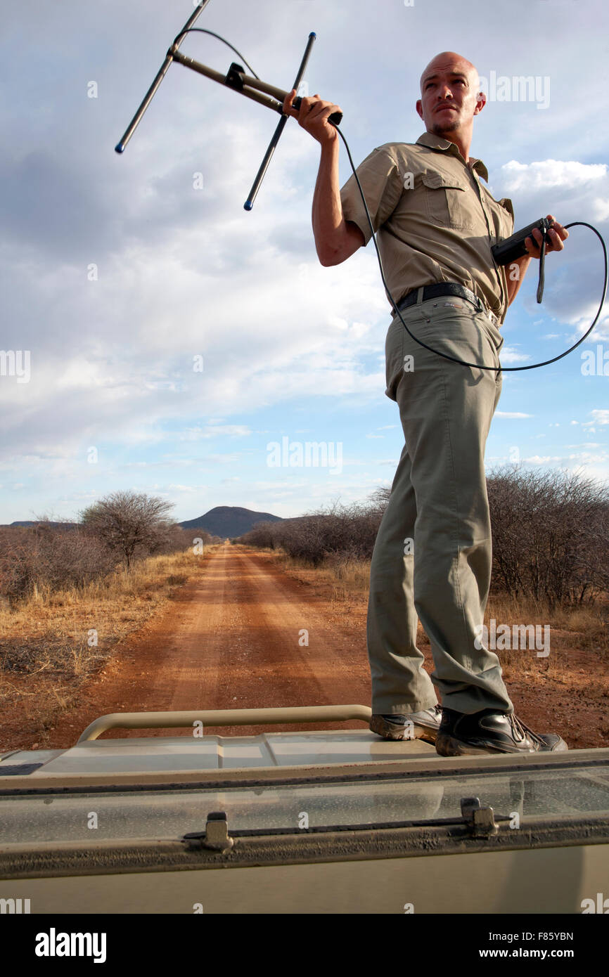 Radio tracking wildlife hires stock photography and images Alamy