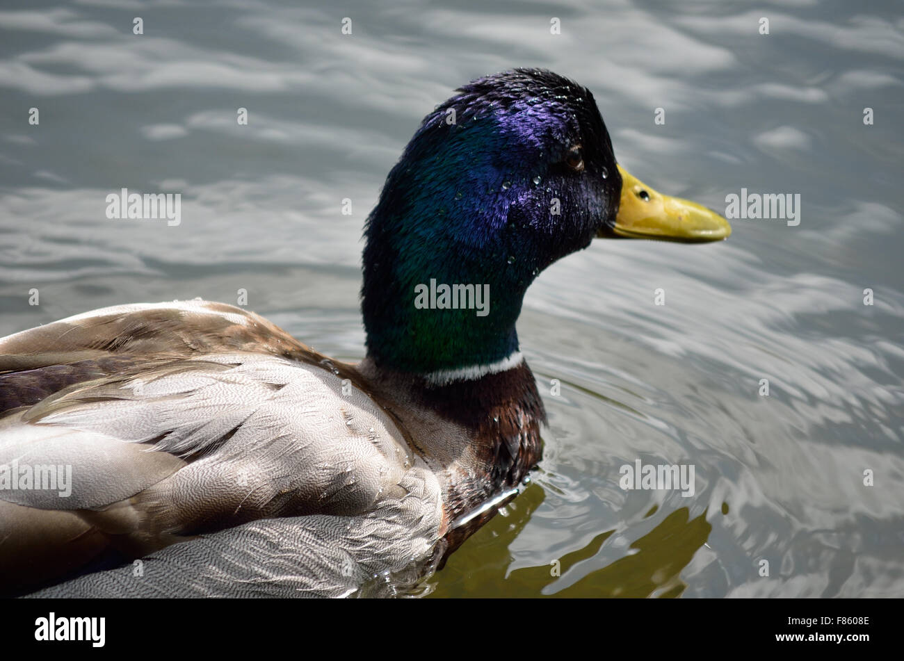 beautiful-male-mallard-duck-swimming-in-