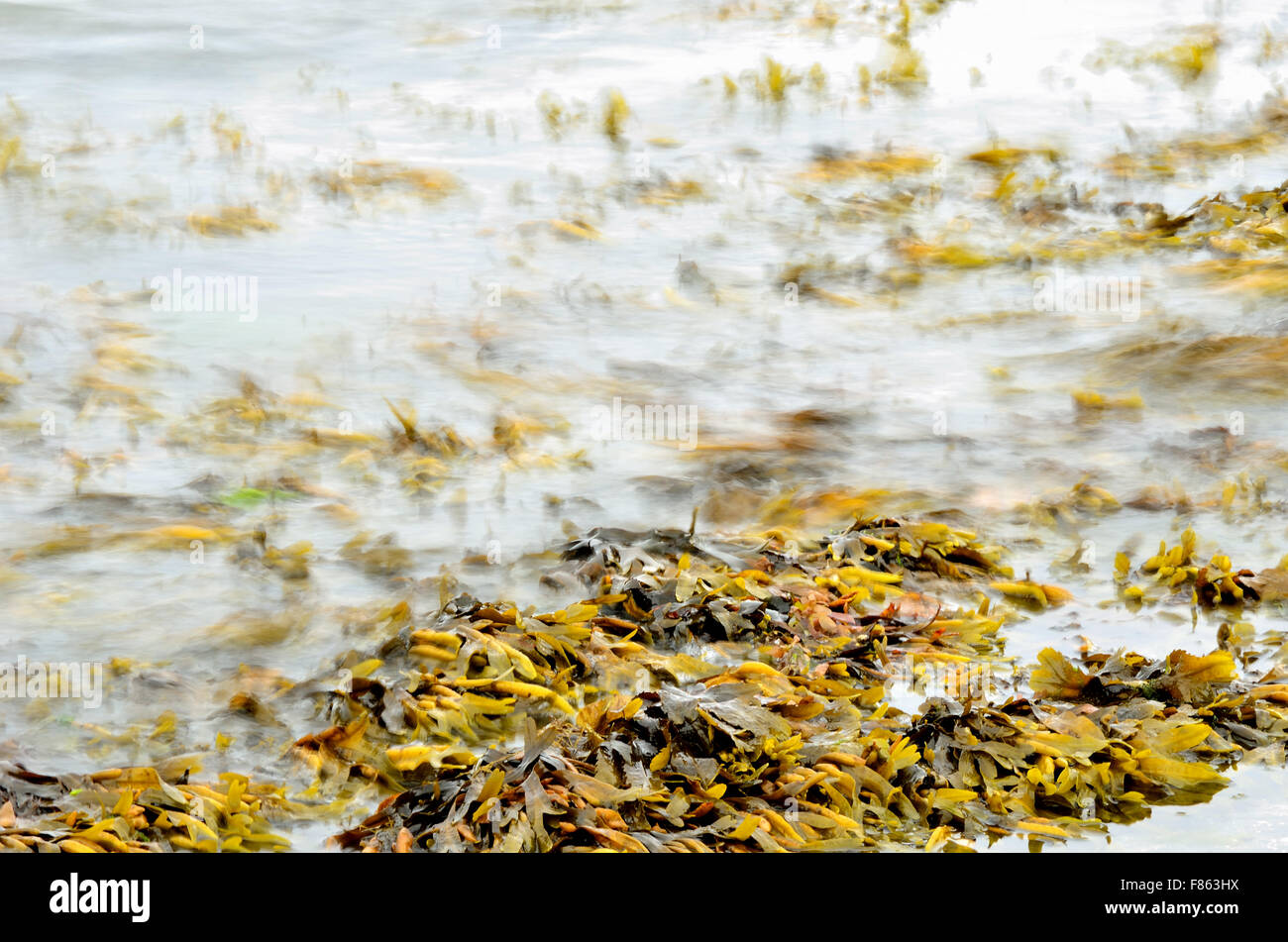 brown seaweed floating near sandy seashore Stock Photo Alamy
