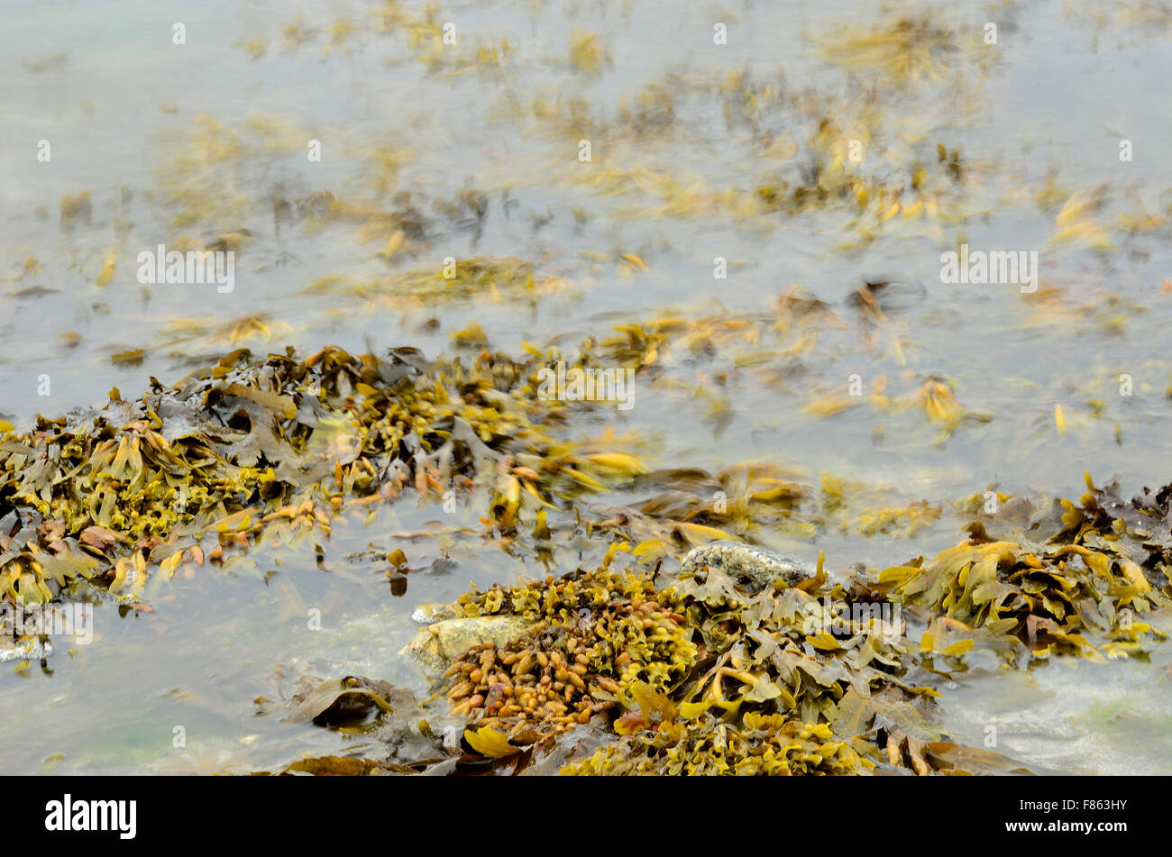 Brown seaweed float hires stock photography and images Alamy