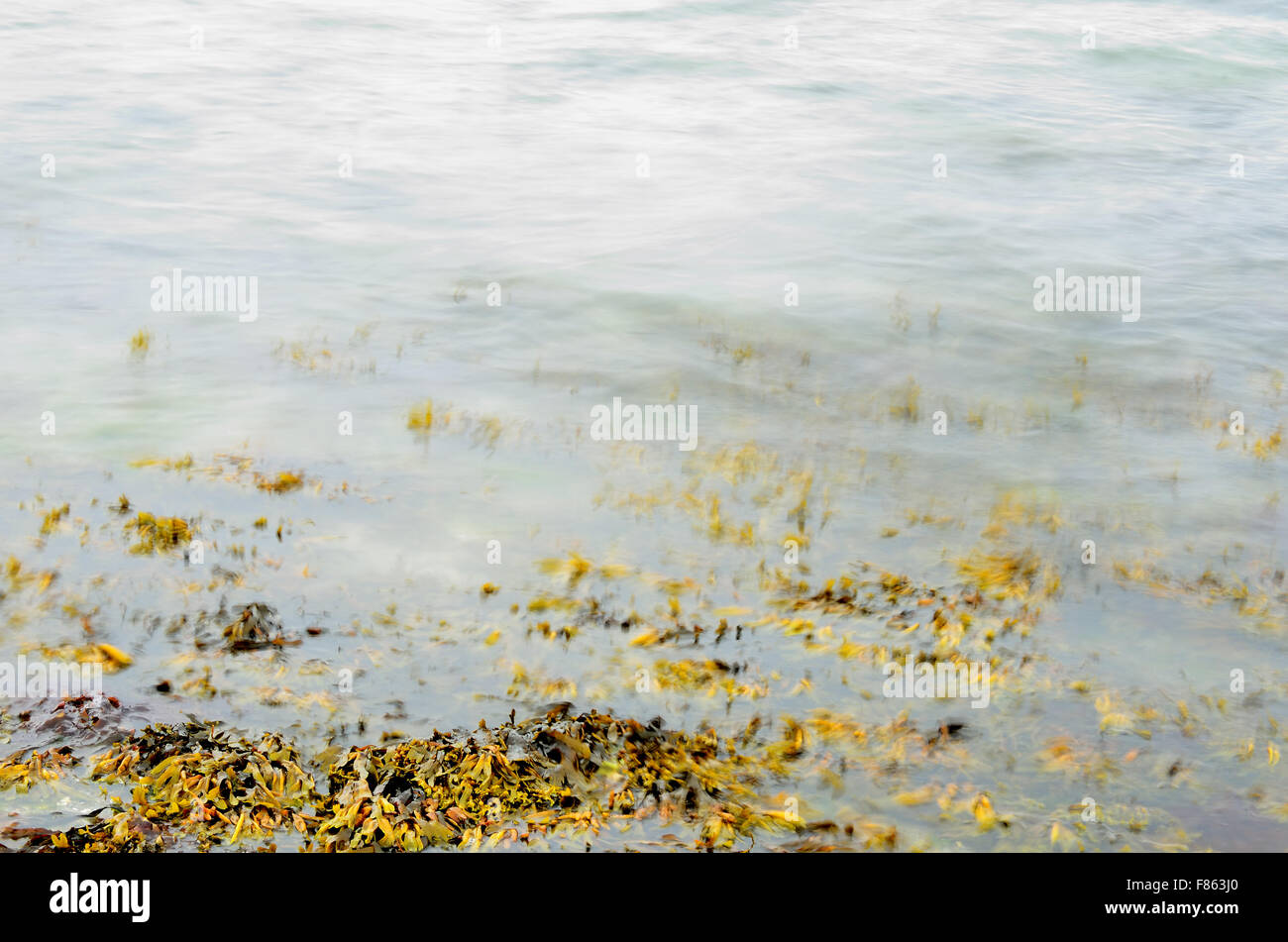brown seaweed floating near sandy seashore Stock Photo Alamy