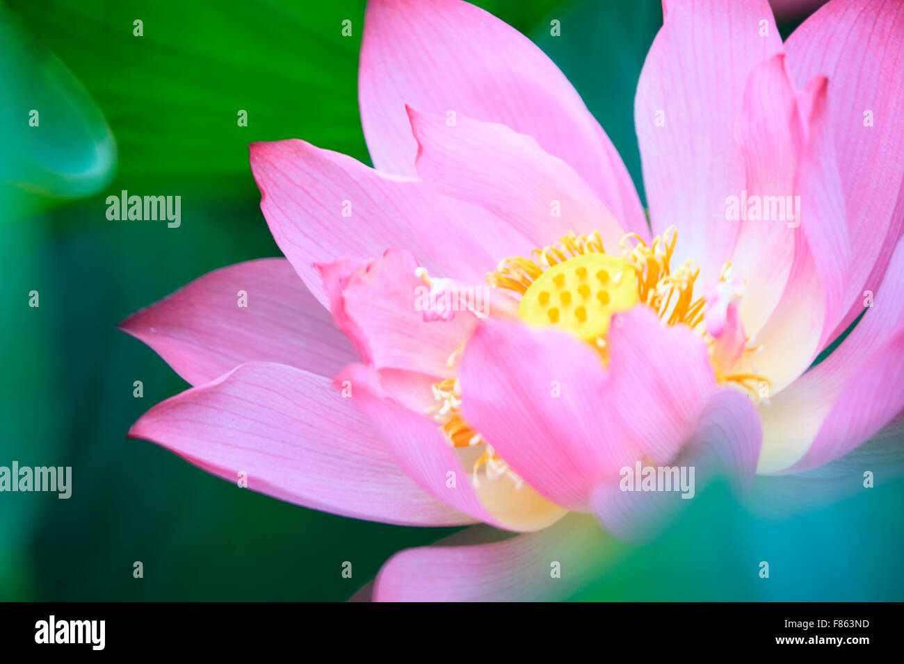 The Lotus flower and Lotus flower plants Stock Photo Alamy