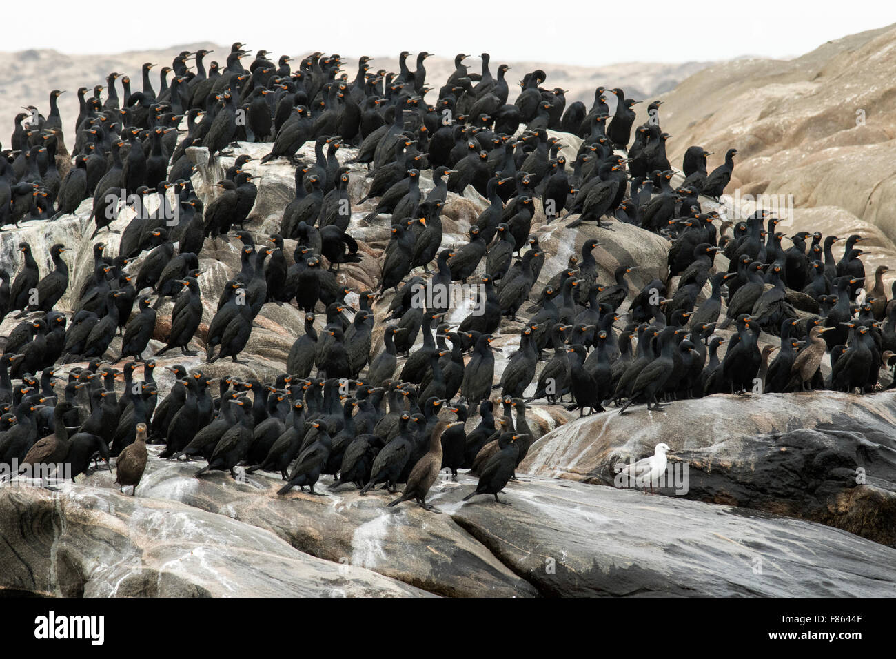 Cape Cormorant - Luderitz, Namibia, Africa Stock Photo