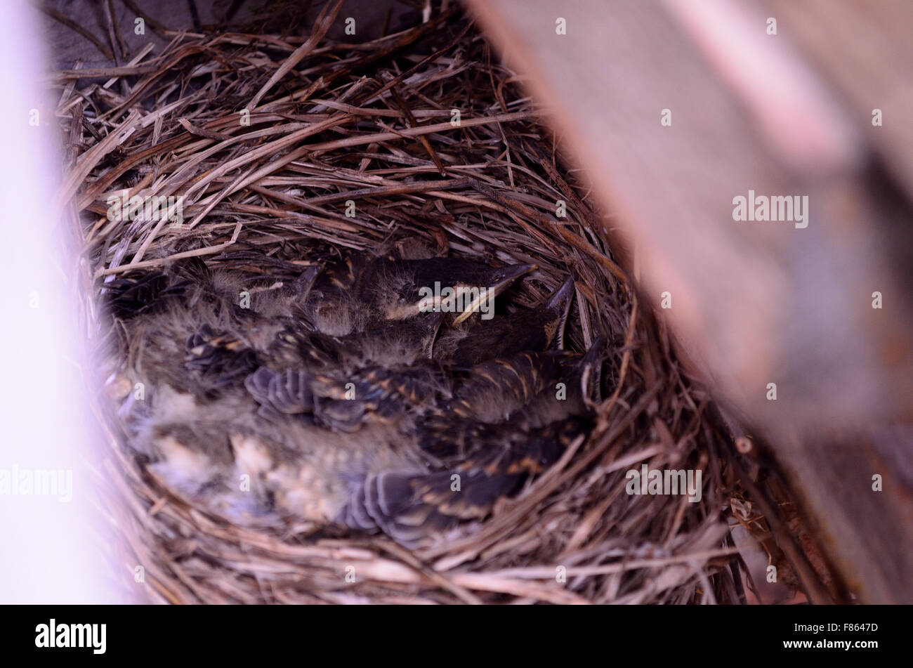 Yellow spotted bush sparrow hires stock photography and images Alamy