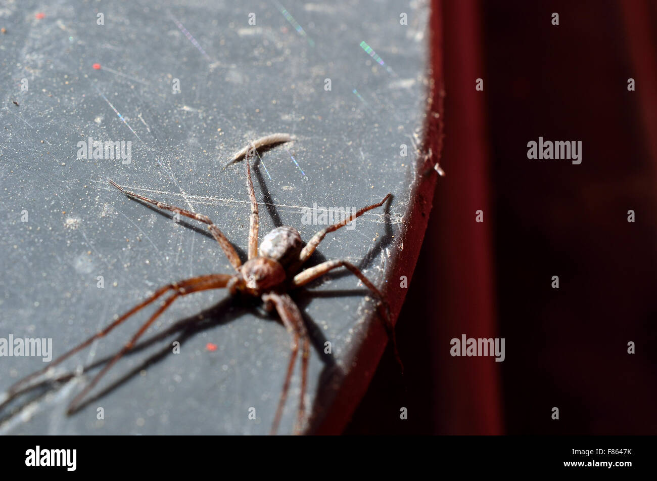 spider in summer macro photo Stock Photo