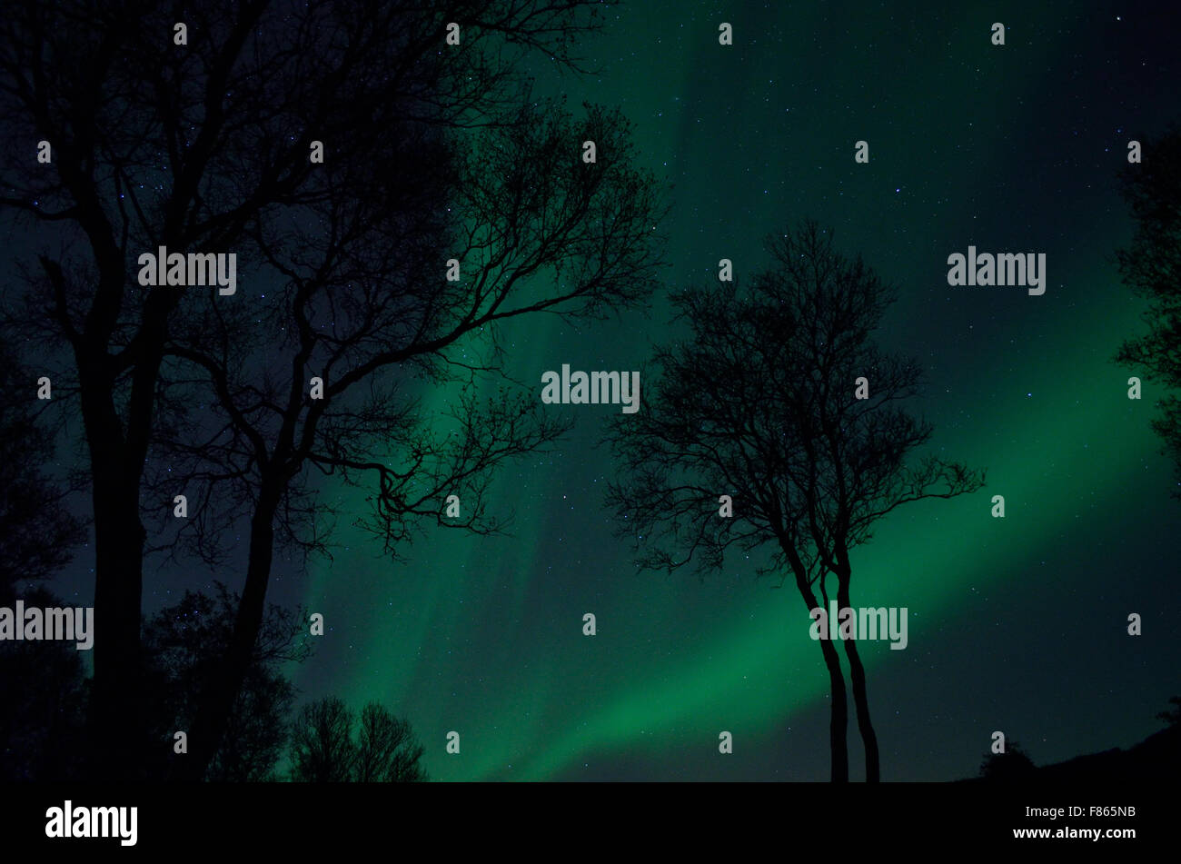 tree silouette with aurora borealis and stars at night background Stock ...