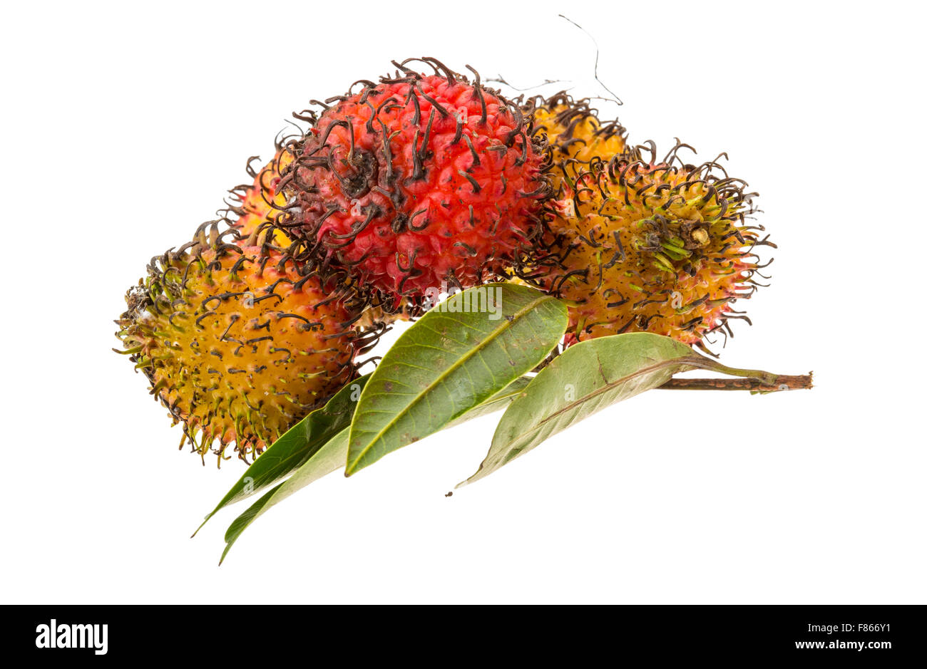 Rambutan with leaves isolated on white Stock Photo - Alamy