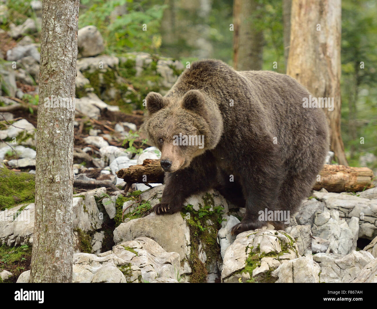 European Brown Bear in Slovenian forest Stock Photo