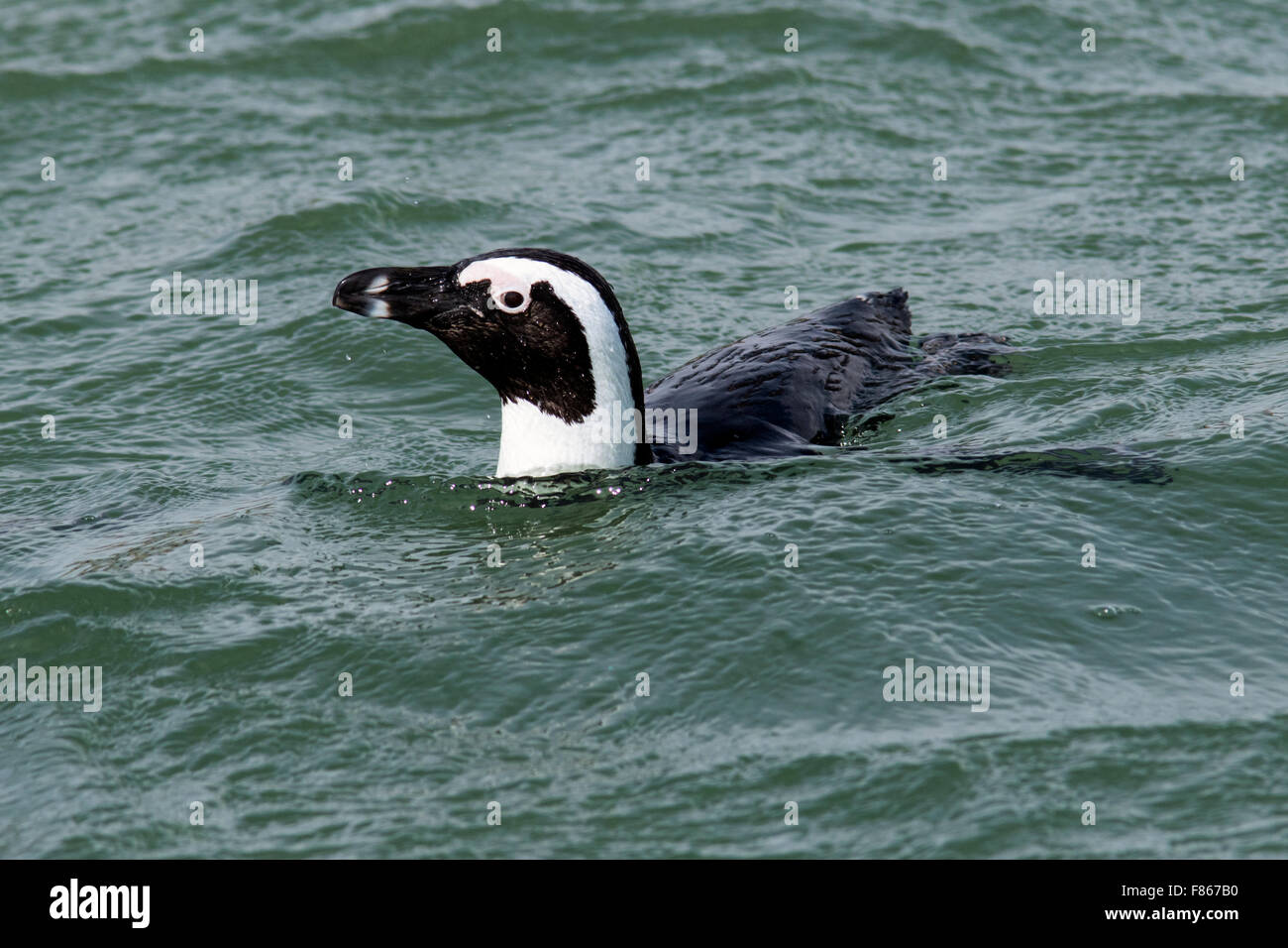 African penguin (Spheniscus demersus) - Halifax Island, Luderitz, Namibia, Africa Stock Photo