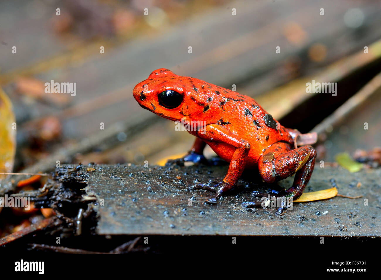 Dendobrates pumilio or Blue Jeans Dart Frog in Costa Rica's tropical rain forest Stock Photo