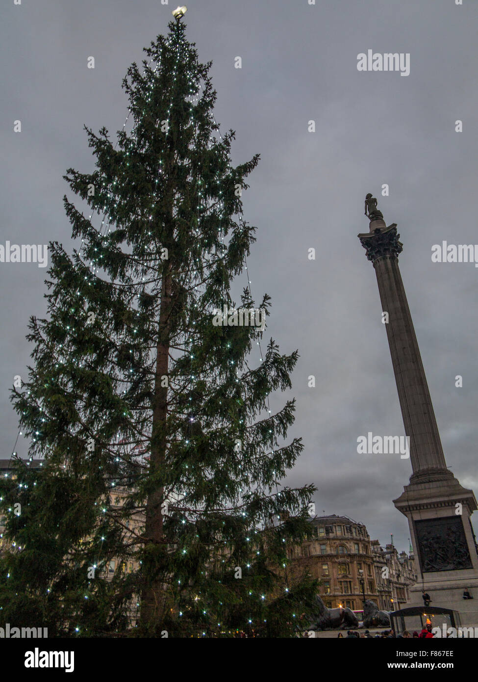 The Norwegian Christmas tree in Trafalgar Square with Nelson's Column in the background Stock
