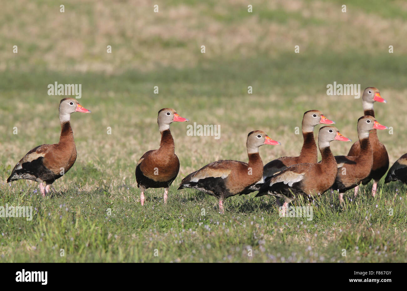 group of 7 Black-bellied Whistling Ducks on grass Stock Photo