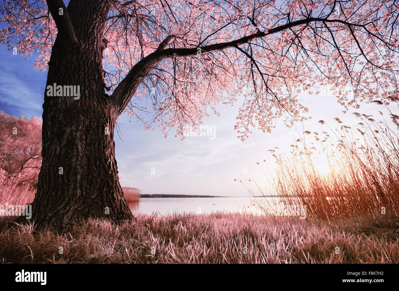 Old big tree hi-res stock photography and images - Alamy