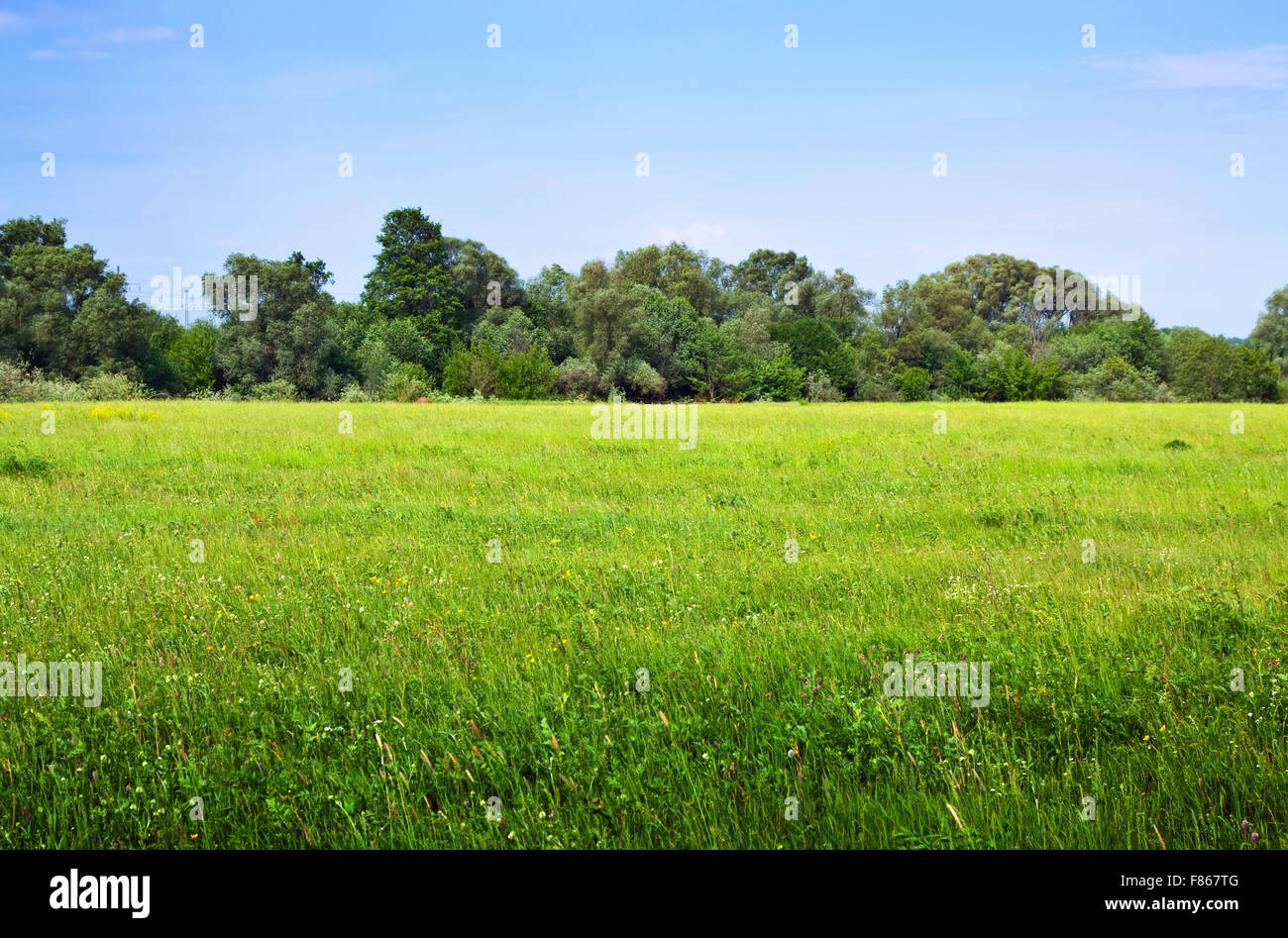 Summer landscape with green meadow under blue sky Stock Photo - Alamy