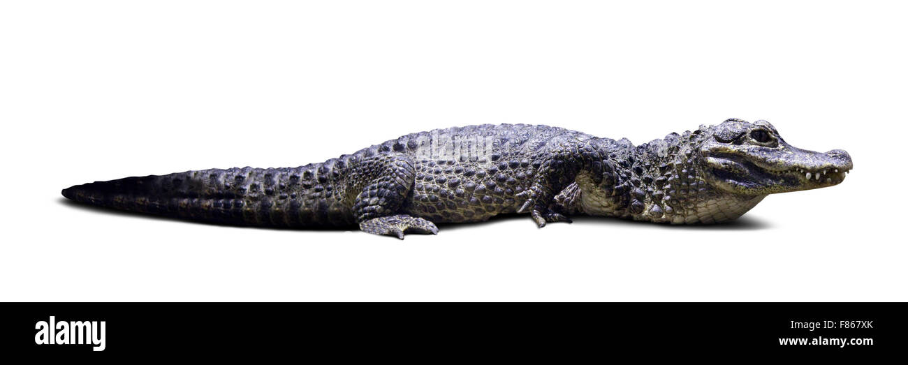 Lying Chinese alligator (Alligator sinensis). Isolated over white background with shadows Stock Photo