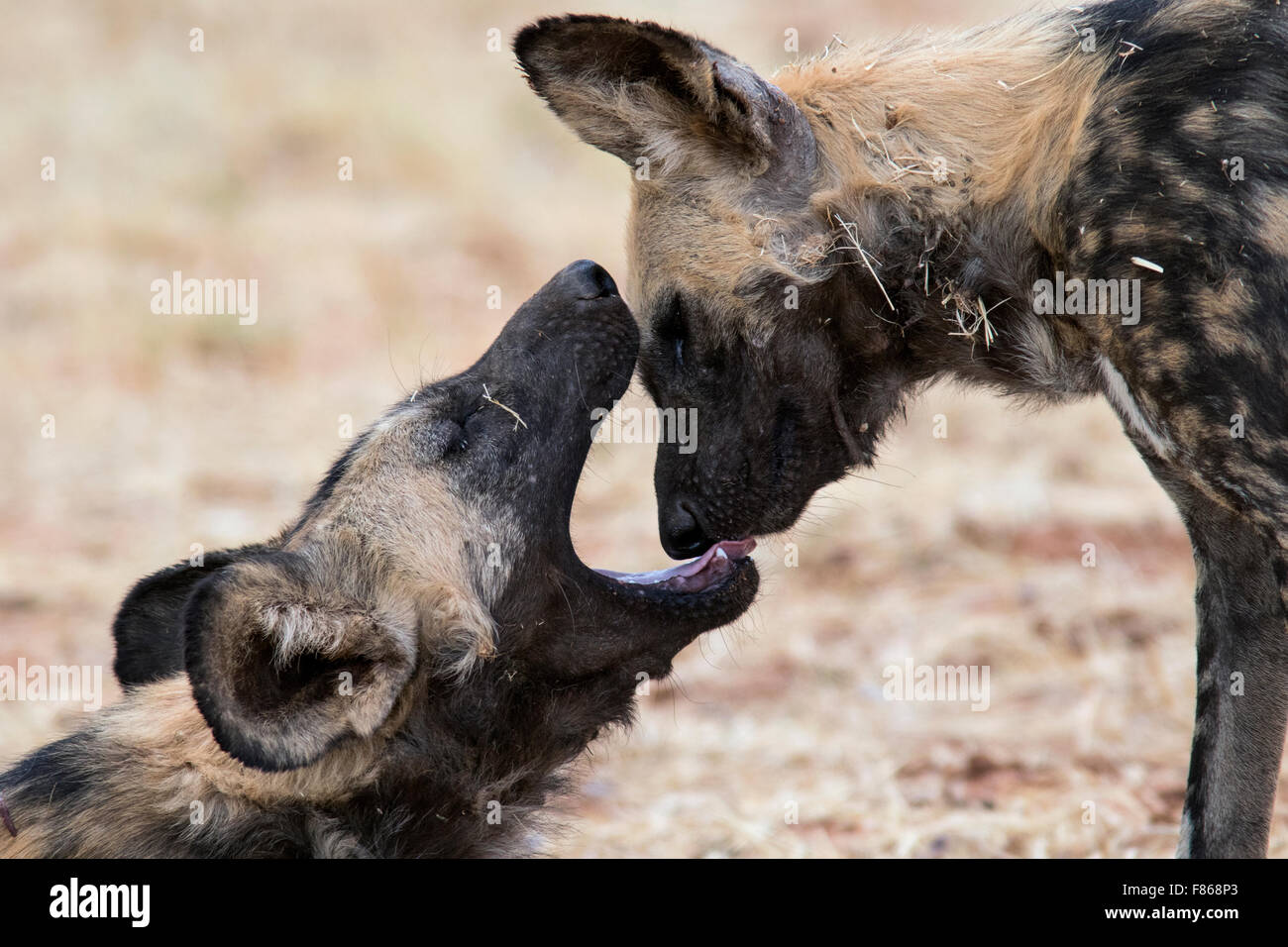 African wild dogs (Lycaon pictus) - Africat - Okonjima Nature Reserve, Namibia, Africa Stock Photo