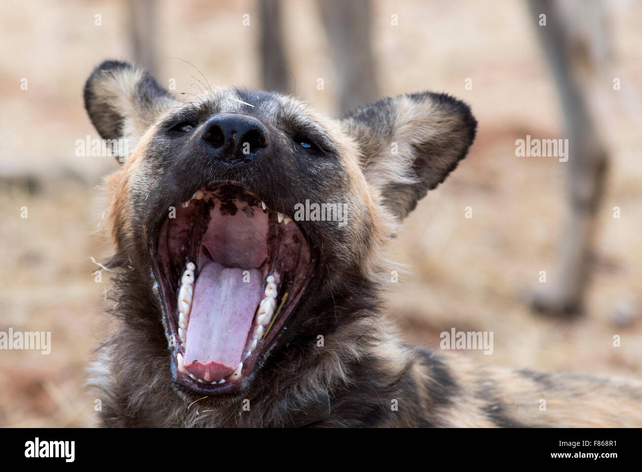 African wild dog (Lycaon pictus) - Africat - Okonjima Nature Reserve, Namibia, Africa Stock Photo