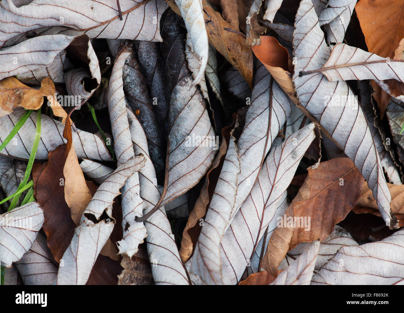 Sorbus Hemsleyi 'Sabe'. Fallen Chinese Rowan tree leaves in autumn Stock Photo