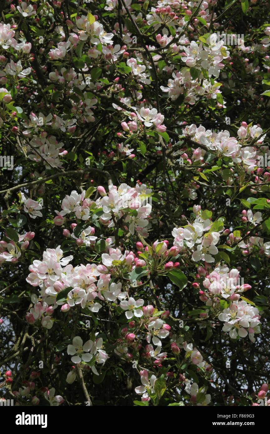 Crab Apple blossom close up Stock Photo Alamy